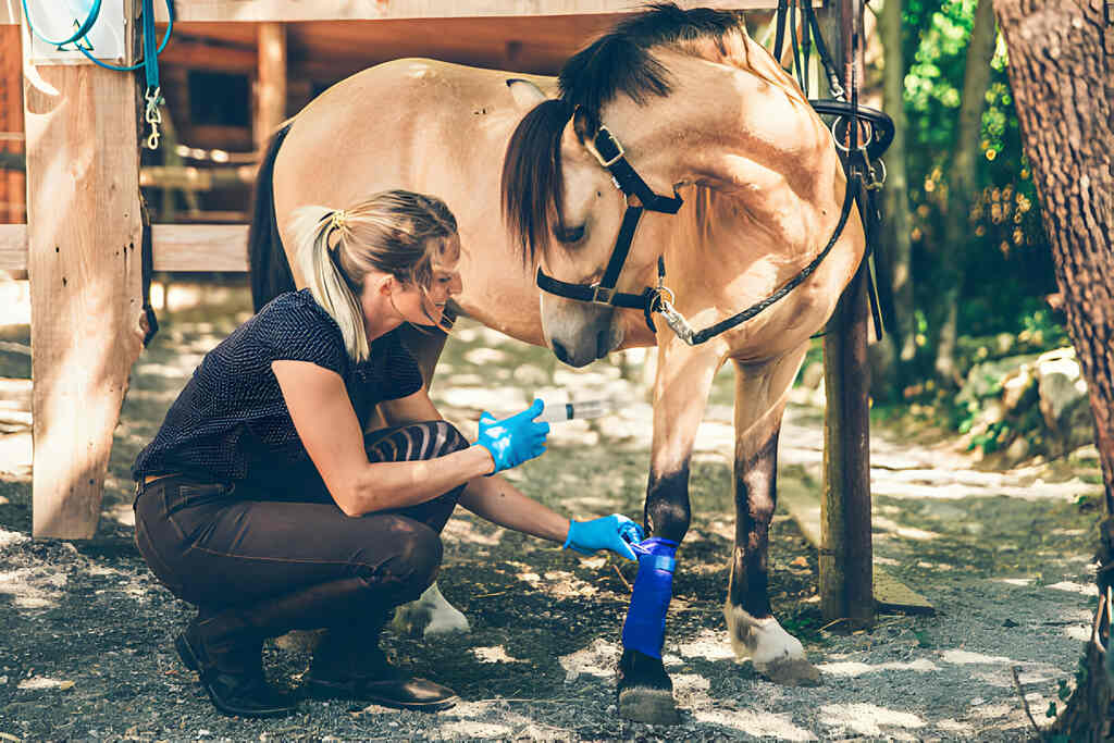 Expert taking care of horse